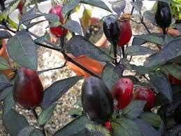 10 BLACK CUBAN PEPPER Seeds, Capsicum annuumr - Biologisch angebaut, sehr selten! von SwansGreen