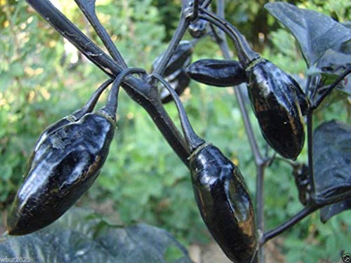 10 Pimenta da Neyde Pfeffersamen (Capsicum Chinense) Sehr selten, muss wachsen von SwansGreen