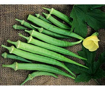 150 Perkins Long Pod Okra Samen Erbstück Non GMO CombSH M45 von SwansGreen