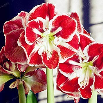 2 Zwiebeln Amaryllis-Zwiebeln Echte Hippeastrum-Zwiebeln Blumen, Barbados Lilie Topfhausgarten Balkon Pflanze Knollen (nicht Samen) 1 von SwansGreen