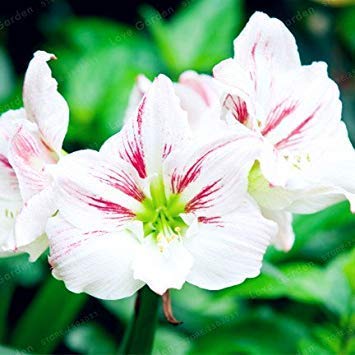2 Zwiebeln Amaryllis-Zwiebeln Echte Hippeastrum-Zwiebeln Blumen, Barbados Lilie Topfhausgarten Balkon Pflanze Knollen (nicht Samen) 4 von SwansGreen