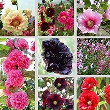 20 Mixed HOLLYHOCK Rosea Seeds Erbstück Garten Blume Pflanze Hohe Wertschätzung von SwansGreen