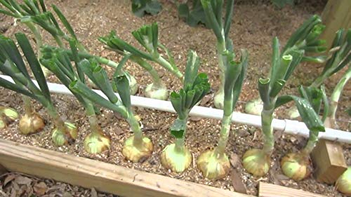 200+ Samen von TEXAS GRANO 1015Y ONION Seeds DAS ORIGNALE, gentechnikfreie Erbstück LITTLE SEED von SwansGreen