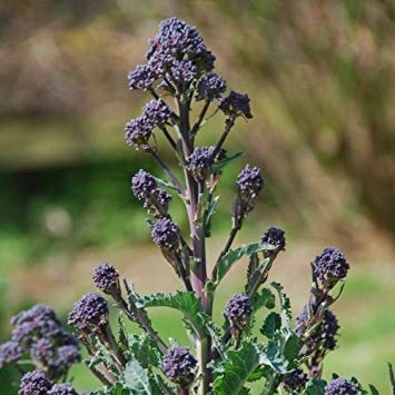 200 + EARLY PURPLE SPROUTING BROCCOLI Bio-Garten- / Terrassenbehälter ohne Gentechnik von SwansGreen