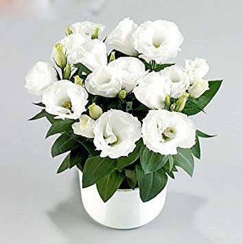 200 seltene Weiße Eustoma Samen Mehrjährige Blütenpflanzen Balkon Topfblumen Samen Lisianthus für BLUMEN topf pflanzer von SwansGreen