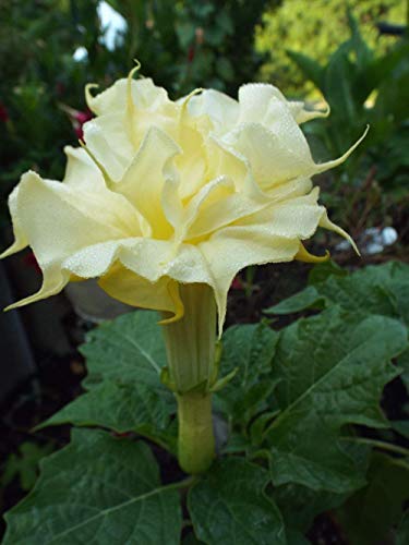 25 Samen - Stechapfel-Samen Ballerinia-gelbe doppelte Blumen-Engels-Trompete von SwansGreen