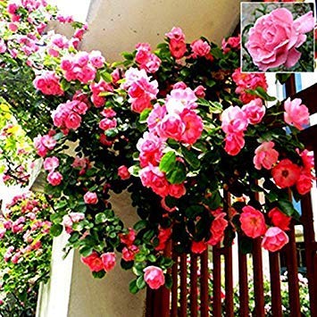 3: Vinca Immergrün (Catharanthus roseus) Samen - Seltene Indoor Bonsai Immergrün Blumensamen für Hausgarten Pflanze 20 Samen/Beutel von SwansGreen