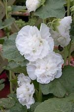 30 Stockrose Samen - ALCEA rosea plena Chaters-Serie weiß Schwer zu findende Farbe von SwansGreen