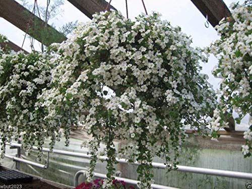 40 weiße Bacopa Samen - Perfekte Blumen zum Aufhängen von Körben und Fensterkästen von SwansGreen