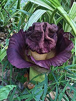 5 Samen Corpse Flower, der Titan Arum ist auch bekannt als die "Corpse Flower" oder "Corpse Plant" größte Blume der Welt für Gartengrün von SwansGreen