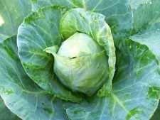 50 Samen Early Jersey Wakefield Cabbage Non GMO Heirloom Neue Samen für 2017 von SwansGreen