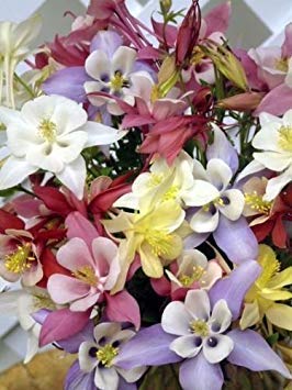 COLUMBINE MIX, 200 SAMEN, ALLE ARTEN UND FARBEN, AQUILEGIA, HÜBSCHE SCHATTENBLUMEN von SwansGreen