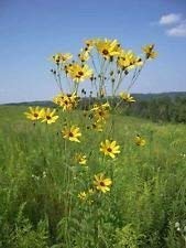 Coreopsis tripteris, (Tall Coreopsis) Zeckensamen, 200 Samen, herausragende Blüten von SwansGreen