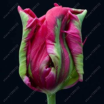 Echte Tulpenzwiebeln Doppelte Tulpe 'Barbados' (keine Tulpensamen) Blumenzwiebeln, Zwiebeln Tulpen Zwiebelwurzel Tulpen Gartenpflanze 2 Stk. 18 von SwansGreen