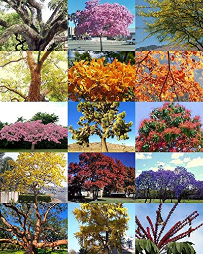 Exotische Bäume Mix, seltene Blume Pflanze Wüste duftenden Bonsai Baum Samen - 30 Samen von SwansGreen
