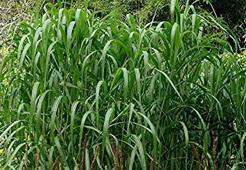 Familie Poaceae Miscanthus Sinensis Samen 5000 stücke, chinesische Silber Gras Gartenarbeit Samen, krautige Mehrjährige Eulalia Grassamen von SwansGreen