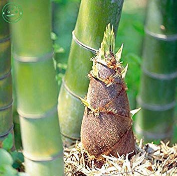 Family Garden frische Holz Bambussamen Phyllostachys Vivax - winterhart Pflanzensamen g533 von SwansGreen