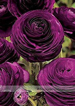 Farbe 9: Ranunculus Asiaticus Samen, Professional Pack, 100 Samen/Pack, mehrjährige Blumen Persian Buttercup 24 Farben für Ihre Wahl von SwansGreen