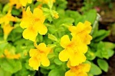 GELBE AFFENBLUME, 249 SAMEN, MIMULUS GUTTATUS HÜBSCH IN SONNE UND SCHATTEN von SwansGreen