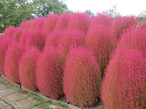 KOCHIA SCOPARIA brennender Busch 250 Samen Exotic Ornamental von SwansGreen