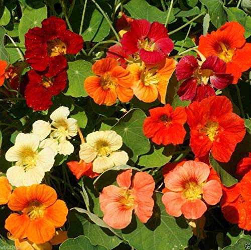 Kapuzinerkresse Jewel Mix, (tropaeolum majus) 100 Samen, Blüten und Samen sind essbar von SwansGreen