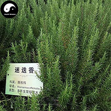 Kaufen Sie Rosmarinus Officinalis Tree Seeds 60pcs Pflanze Rosmarin Baum Mi Die Xiang von SwansGreen