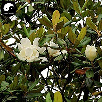 Kaufen Sie echte Magnolia Grandiflora Tree Seeds 240pcs Pflanze weiß Magnoliaceae Flower Grow Sweet g Yu Lan von SwansGreen