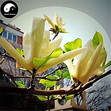 Kaufen Sie echte Michelia Champaca Tree Seeds 60pcs Pflanze gelbe Magnolie Grandiflora wachsen süße Huang Yu Lan von SwansGreen