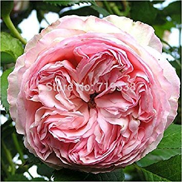 Lonza Edelstein rosa Kletterrose 100 Blumensamen von SwansGreen