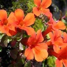 Mimulus - Affenblume - Orange - 100 Samen - von SwansGreen