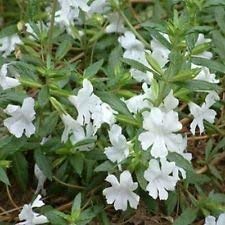 Mimulus - Affenblume - Weiß - 100 Samen - von SwansGreen