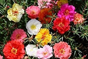 Moosrose, PORTULACA, GroCo, gefüllte Blütenmischung, 550 Samen! GroCo von SwansGreen