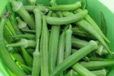 Okra Samen, Smaragd, GVO-frei, Erbstück, Sortengrößen, BEST OKRA, (2000) von SwansGreen