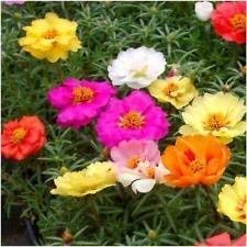 Packung mit 1.000 Samen, Portulaca-Samen, Doppelmischung (Moss Rose) von SwansGreen