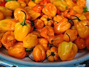 Pfeffer, Scotch Bonnet Orange Samen - Frisch & GVO (Scotch Bonnet Orange 50+ Samen) von SwansGreen