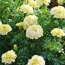 Ringelblumen-Tagetes Erecta- White-25 Samen von SwansGreen