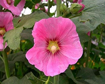 Rosa Stockrose Alcea Rosea 25 Samen von SwansGreen