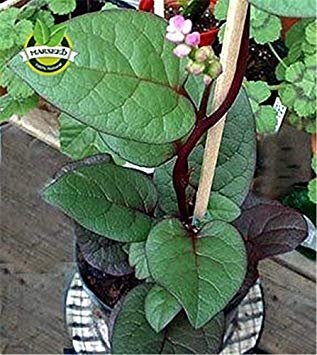Roter Malabar-Spinat 200 Samen Essbarer/Zierkletter-Malabar-Spinat Gemüsesamen, perfekt für einen kleinen Garten oder einen Behälter von SwansGreen
