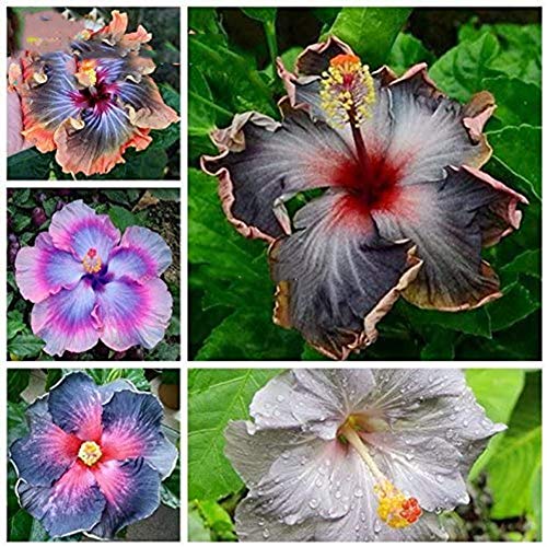 Schwarz: 200 stücke Hibiskus samen 24 arten HIBISCUS ROSA-SINENSIS Blumensamen hibiskusbaum samen für blumentopfpflanzen von SVI