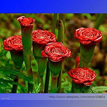 Seltene rote Nelke 'Red Up Lamp Bulb' mehrjährige Blumensamen, Professional Pack, 30 Samen/Pack, Bonsai duftende Blume # NF898 von SwansGreen