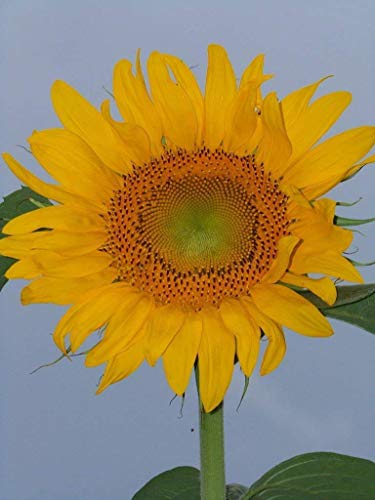 Sonnenblume, SKYSCRAPER, 18 FEET TALL! riesiger Wolkenkratzer riesig, 12 Samen! GroCo von SwansGreen