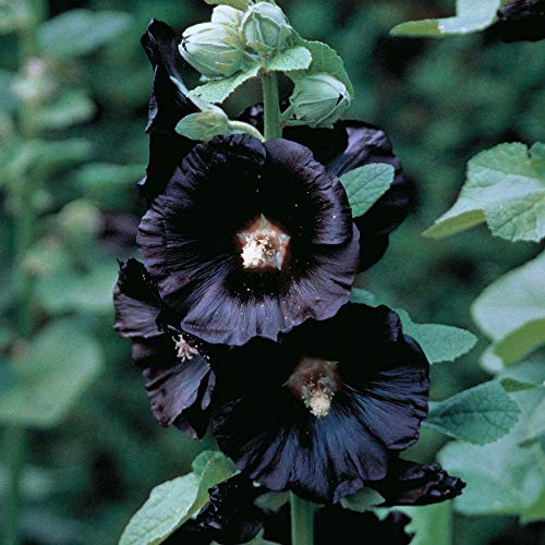 Stockrose, schwarze Blume, Cottage Garten Favorit, 10 Samen! von SwansGreen