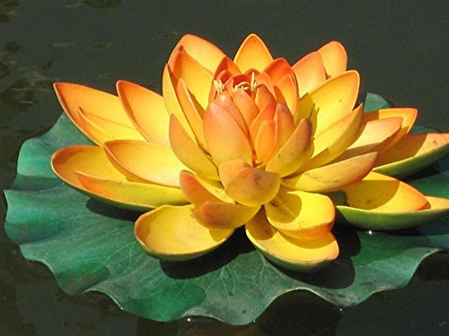 SwansGreen Lotusblüten-Samen, seltene Farbe, perfekte Gartenpflanze, Label: Lotus5 Chinse Seerose 5 von SwansGreen