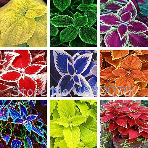 SwansGreen Rare 24 different color style Russian style of bonsai pot Coleus seeds DIY home garden 40PCS von SwansGreen