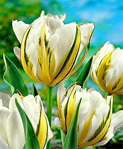 SwansGreen Wahre Tulpenzwiebeln Doppelte Tulpe ‚Barbados‘ (nicht Tulpe Samen) Blumenzwiebeln, Blumenzwiebeln Tulpen Bulbous Wurzel tulipanes Gartenpflanze 2 Stück 10 von SwansGreen