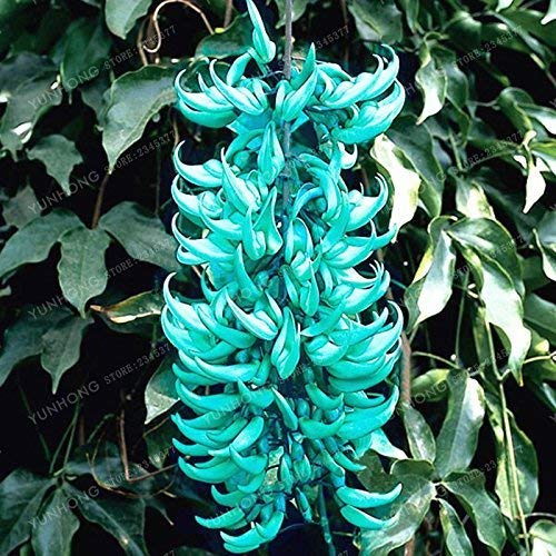 Swansgreen 10 Pcs/Pack Endangered Jade Vine 'Strongylodon Macrobotrys' Flower Seeds Fragrant Perennial Blue Flower Seeds For Home Garden von SwansGreen