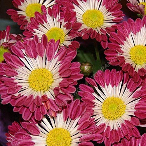 Swansgreen 12 : 100Pcs Rare Gerbera Seeds Bonsai Potted Plant Flower Seeds Family Garden Mixed Colors Perennial Chrysanthemum Easy To Grow Plant 12 von SwansGreen