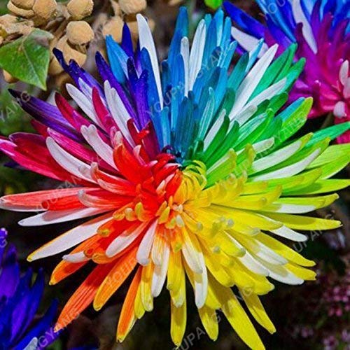 Swansgreen 17 : 100Pcs Rare Gerbera Seeds Bonsai Potted Plant Flower Seeds Family Garden Mixed Colors Perennial Chrysanthemum Easy To Grow Plant 17 von SwansGreen