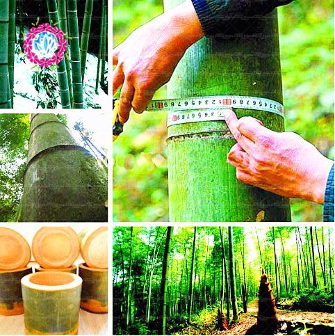 Swansgreen 40Pcs Giant Bamboo Seeds Rare Giant Black Moso Bamboo Bambu Seeds Professional Pack Bambusa Lako Tree Seeds For Home Garden von SwansGreen