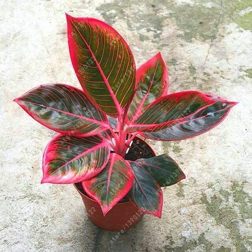 Swansgreen 50 Pcs/Bag Aglaonema 'Pink Dud', Beautiful Mosaic Plants Perennial Evergreen Trees Flower Seeds, Houseplant Home Garden Potted 9 von SwansGreen